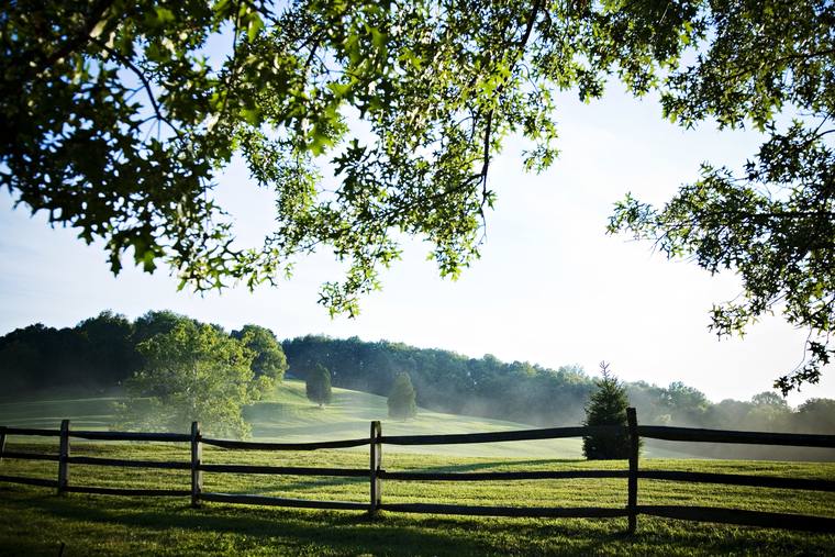 Early morning on the estate — a split-rail fence along mown pasture, mist lying in the valley beyond, framed by the branches of an old oak
