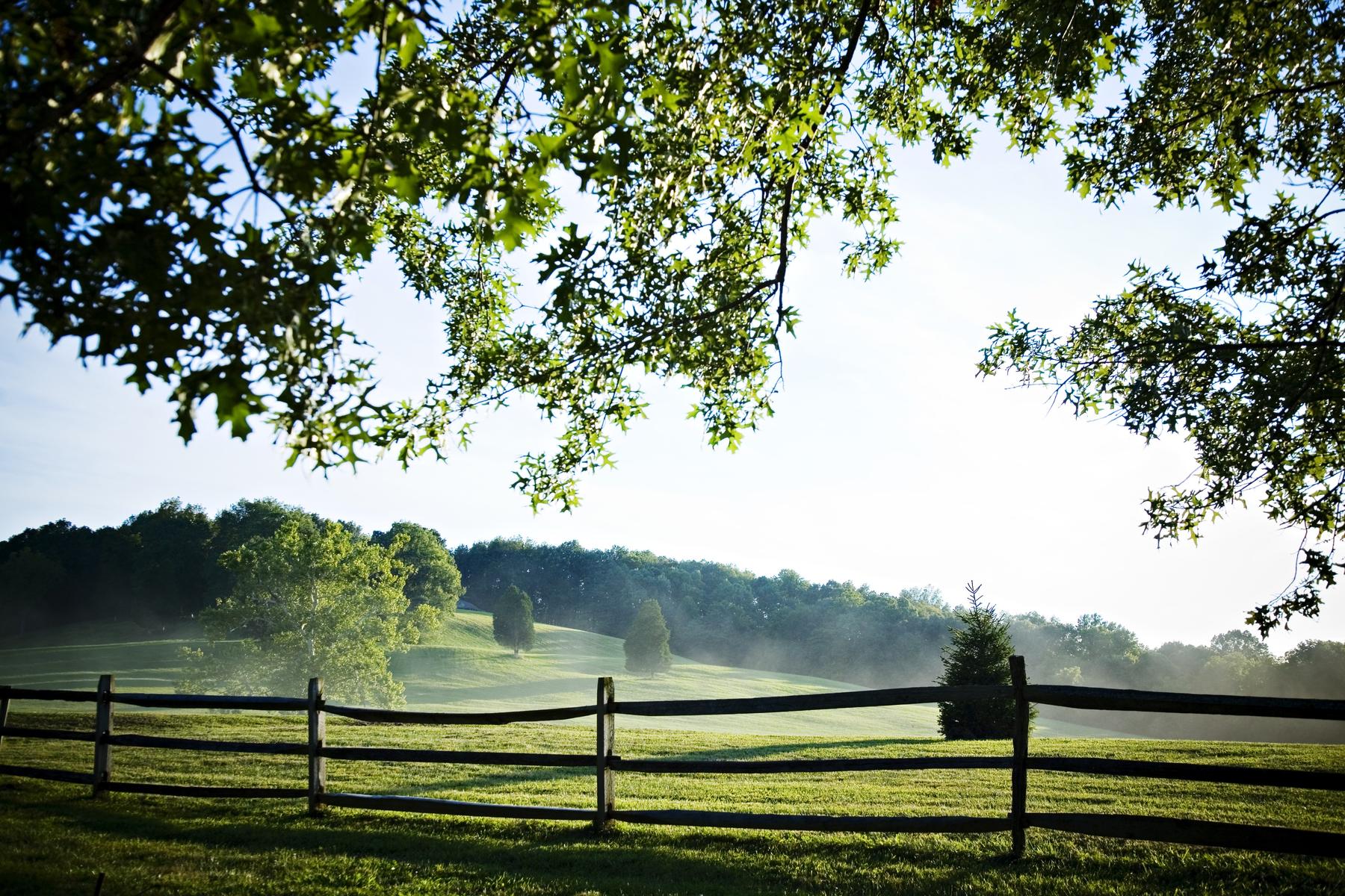 Early morning on the estate — a split-rail fence along mown pasture, mist lying in the valley beyond, framed by the branches of an old oak